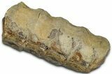 Fossil Ichthyosaur Vertebra String - Ex RM Berkeley Collection #352090-1